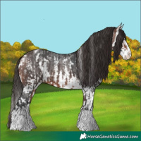 Horse Color:Bay Sabino Splash Appaloosa  and Bay Sabino Splash Appaloosa 
