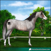 Horse Color:Bay Roan Sabino Splash and Bay Roan Sabino Splash