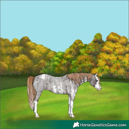 Horse Color:Liver Red Roan Sabino Splash Appaloosa