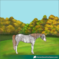 Horse Color:Liver Red Roan Sabino Splash Appaloosa 