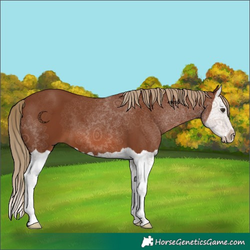 Horse Color:Chestnut Splash 