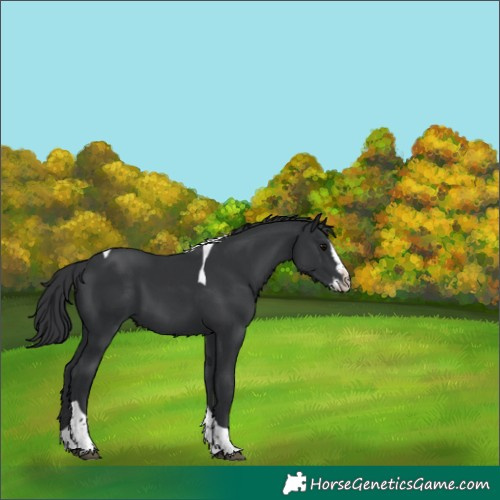 Horse Color:Black Splash Tobiano 