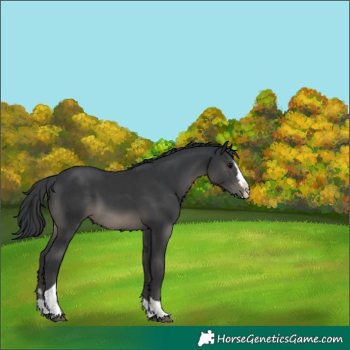 Horse Color:Black Splash Tobiano