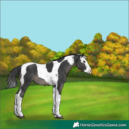 Horse Color:Black Splash Tobiano