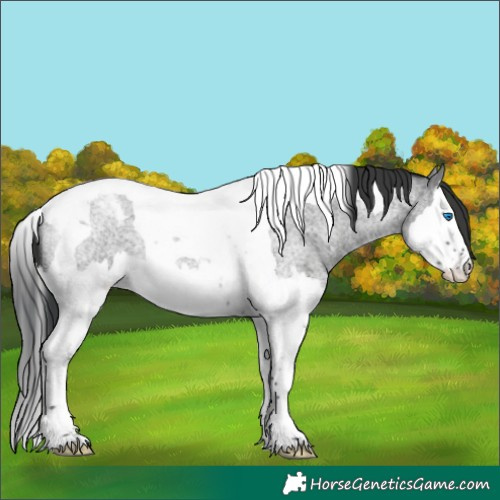 Horse Color:Blue Roan Splash Tobiano 