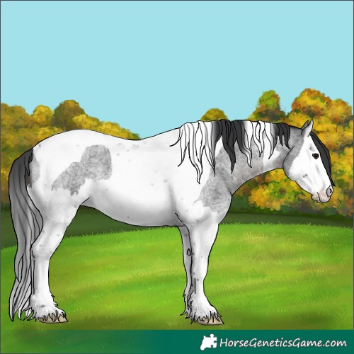 Horse Color:Blue Roan Splash Tobiano 
