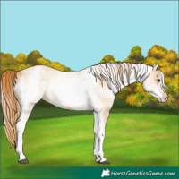 Horse Color:White Spotted Red Dun Rabicano and White Spotted Red Dun Rabicano