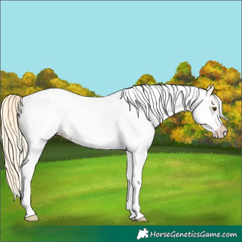 Horse Color:White Spotted Palomino Dun Rabicano and White Spotted Palomino Dun