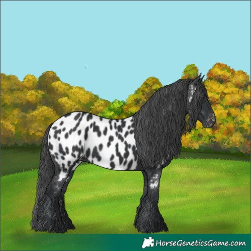 Horse Color:Black Appaloosa