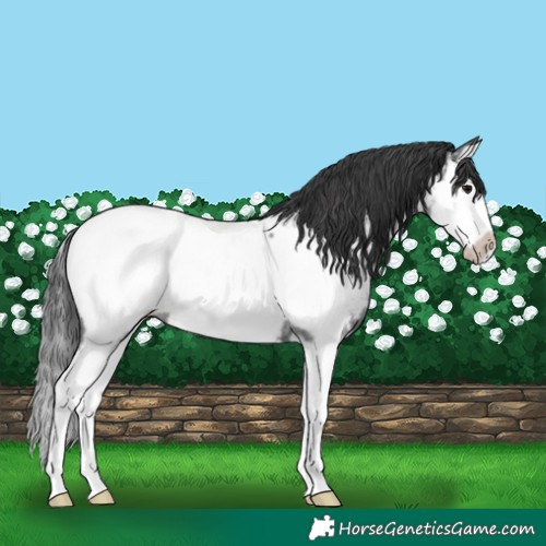 Horse Color:Blue Roan Splash Frame Near Fewspot
