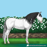Horse Color:Blue Roan Splash Frame Near Fewspot 