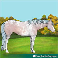 Horse Color:Watercolor Bay Dun Sabino Tobiano Appaloosa 