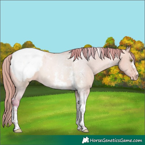 Horse Color:Watercolor Bay Pearl Dun Sabino Tobiano Snowcap 