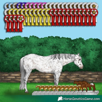 Horse Color:White Spotted Brown Roan Appaloosa