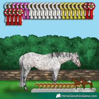 Horse Color:White Spotted Brown Roan Appaloosa