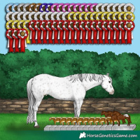 Horse Color:White Spotted Brown Roan Appaloosa 