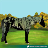 Horse Color:Void Watercolor Brown Pearl Sabino Splash Appaloosa 