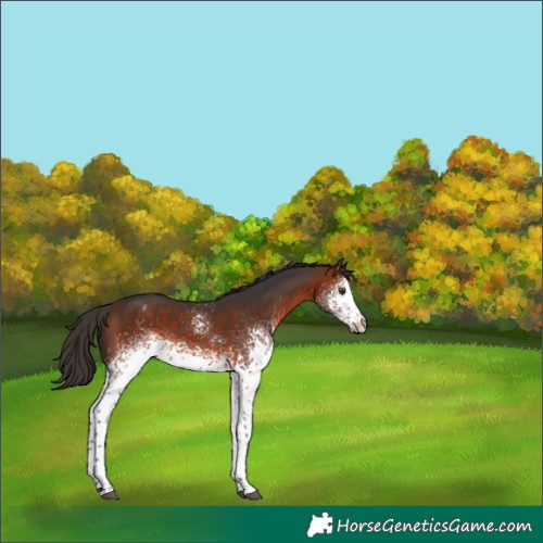 Horse Color:White Spotted Bay Varnish Rabicano 