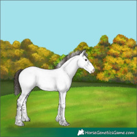 Horse Color:Liver Chestnut Sabino Splash Appaloosa  and Liver Red Roan Sabino Splash Appaloosa 