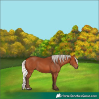 Horse Color:Silver Bay 