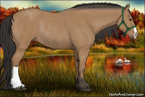 Horse Color:Buckskin Rabicano