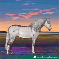 Horse Color:Chocolate Silver Brown Chinchilla Dun Tobiano 