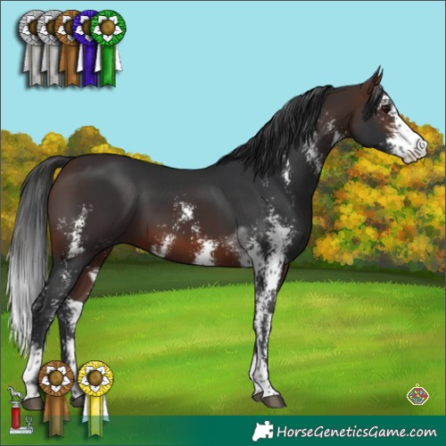 Horse Color:Brown Sabino 