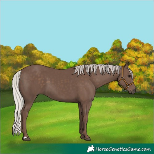 Horse Color:Silver Black 