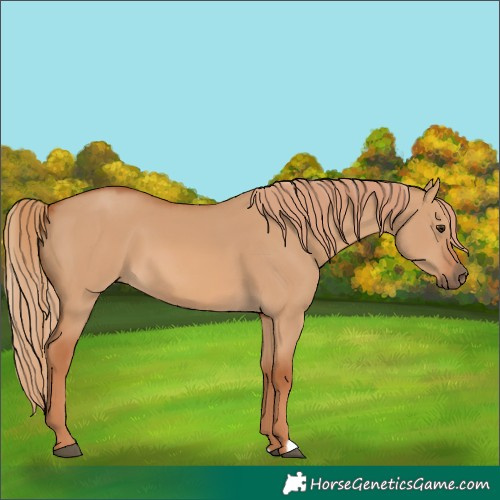 Horse Color:Red Dun 