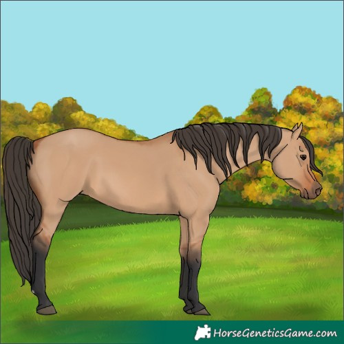 Horse Color:Bay Dun
