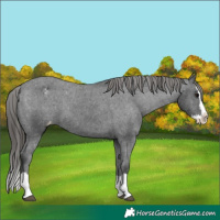 Horse Color:Black Splash Appaloosa 