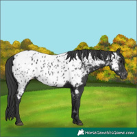 Horse Color:Black Appaloosa