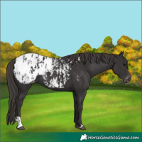 Horse Color:Smoky Black Appaloosa and Smoky Black Appaloosa