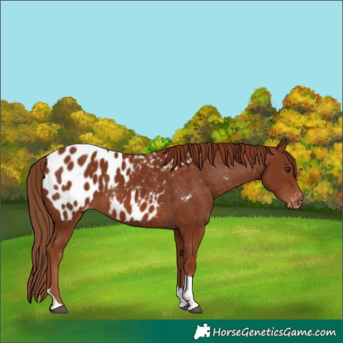 Horse Color:Chestnut Tobiano Appaloosa