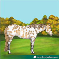 Horse Color:Buckskin Dun Near Leopard 