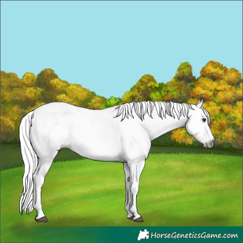 Horse Color:Gray Red Dun Near Leopard 