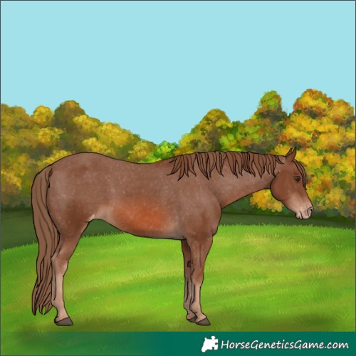 Horse Color:Chestnut Appaloosa 