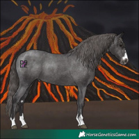 Horse Color:Smoky Black Appaloosa