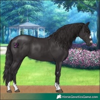 Horse Color:Smoky Black 