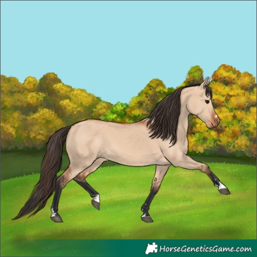 Horse Color:Bay Dun