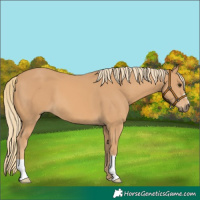 Horse Color:Chestnut Mushroom