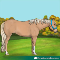 Horse Color:Chestnut Mushroom