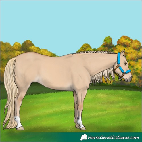 Horse Color:Red Dun Mushroom