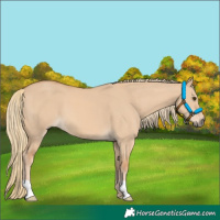 Horse Color:Red Dun Mushroom 