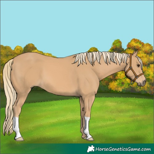 Horse Color:Chestnut Mushroom