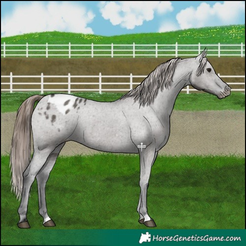 Horse Color:Grullo Appaloosa 