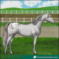 Horse Color:Grullo Appaloosa 