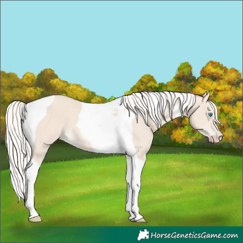 Horse Color:Cremello Tobiano 