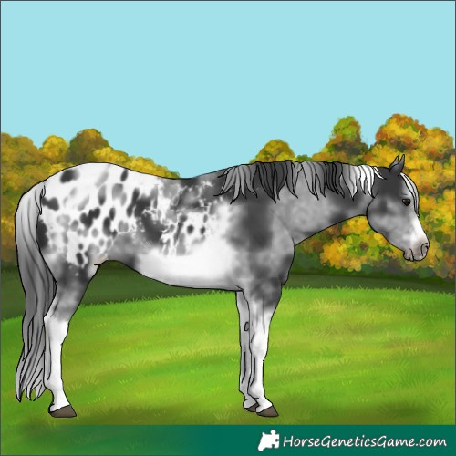 Horse Color:White Spotted Black Splash Tobiano Frame Appaloosa 