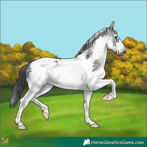 Horse Color:White Spotted Black Splash Tobiano Frame Appaloosa 
